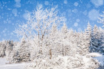 Winterlandschaft im Thüringer Wald und blauer Himmel.