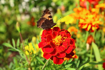 Butterfly urticaria sits on a zinnia flower. Close-up. Background. Landscape.
