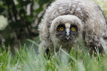 Little owl owl (Asio otus) sits on the grass. Close-up. Fluffy with big eyes.