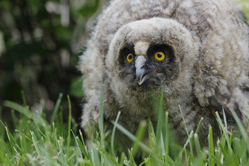 Obraz premium Little owl owl (Asio otus) sits on the grass. Close-up. Fluffy with big eyes.