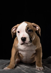 Puppy of American Bully breed on a black background