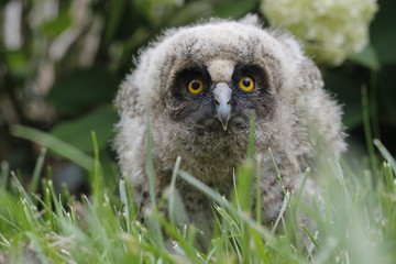 Little owl owl (Asio otus) sits on the grass. Close-up. Fluffy with big eyes.