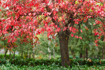 beautiful red plum trees in the autumn season