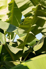  banana green leaves on plant for background