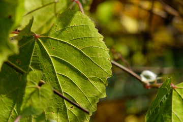 green grape leave detail at daylight