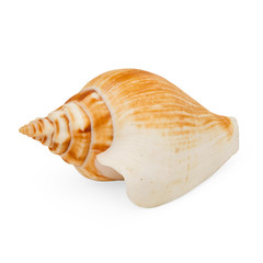 Isolated Multi Colored Sea Shell