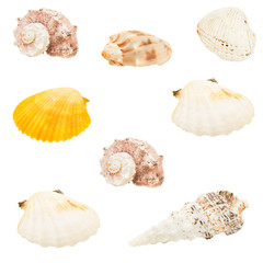 Isolated Multi Colored Sea Shells Partially Overhead