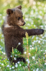 Fototapeta premium Brown bear cub stands on its hind legs in the summer forest among white flowers. Scientific name: Ursus arctos. Natural Background. Natural habitat. Summer season.