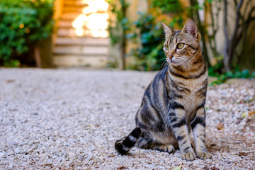 Joli chat tigré dans la rue, coucher de soleil.