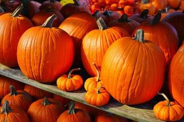 Rows of colorful orange and yellow decorative pumpkins  at the farmers market in the fall