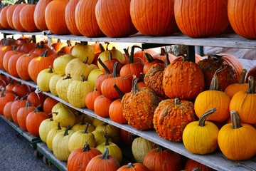 Rows of colorful orange and yellow decorative pumpkins  at the farmers market in the fall