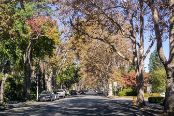 Tree-lined street in a residential neighborhood on a sunny autumn day, Palo Alto, San Francisco bay, California