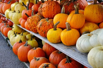 Rows of colorful orange and yellow decorative pumpkins  at the farmers market in the fall