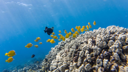 Fische Two Steps Riff, Big Island, Hawaii © Dominik Rueß