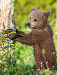 Brown bear cub stands on its hind legs in the summer forest. Scientific name: Ursus arctos. Natural  Background. Natural habitat. Summer season.