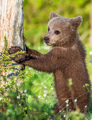 Fototapeta premium Brown bear cub stands on its hind legs in the summer forest. Scientific name: Ursus arctos. Natural Background. Natural habitat. Summer season.