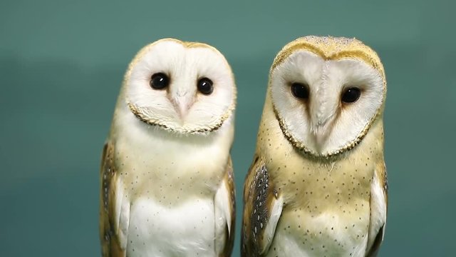 Two beautiful barn owls.