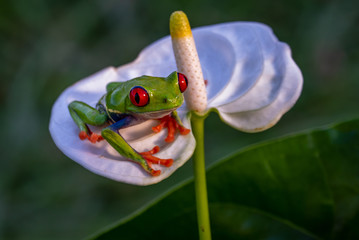 Red-eyed Tree Frog, Agalychnis callidryas, sitting on the green leave in tropical forest in Costa Rica.