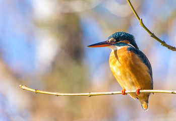 Kingfisher