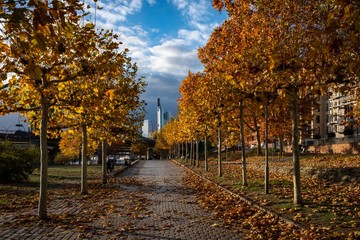 autumn light and mood in the city of Frankfurt