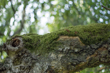 Beautiful nature of Austria wonderful landskape river, mountains, waterfall, forests
