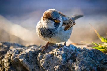 Sparrow sitting on a stone