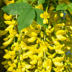 Obraz premium Common Laburnum, Laburnum anagyroides