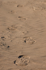 Footprints in the sand