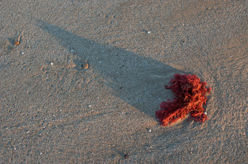 Seaweed in the beach