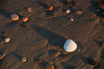 One seashell and pebbles