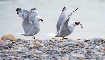 seagulls fighting over a fish