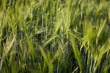 green ears of wheat in a summer field