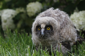 Little owl owl (Asio otus) sits on the grass. Close-up. Fluffy with big eyes.