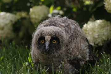 Little owl owl (Asio otus) sits on the grass. Close-up. Fluffy with big eyes.