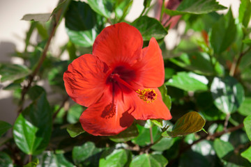 Big Red Hibiscus flower close-up on a bush.