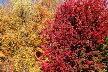 Yellow and Red Trees