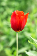 Spring red tulips on a blurred background.