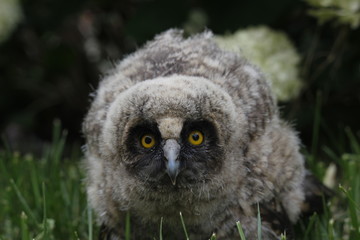 Little owl owl (Asio otus) sits on the grass. Close-up. Fluffy with big eyes.
