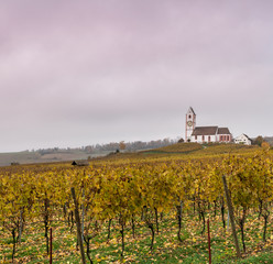 picturesque white country church surrounded by golden vineyard pinot noir grapevine landscape under a cloudy purple evening sky
