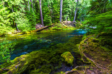 McKenzie River, Oregon