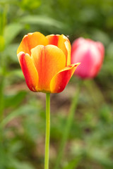 Spring red with yellow tulips on a blurred background.
