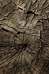 Wooden Texture Background.Cropped Shot Of A Textured Background. Tree Texture. Tree Background. Crack Tree Texture. Nature Texture Background.
