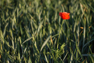 Beautiful nature of Austria wonderful landskape river, mountains, waterfall, forests