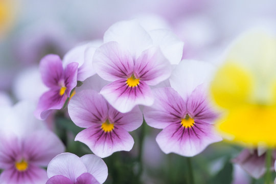 The Brothers of the Pansy - パンジーの兄弟たち