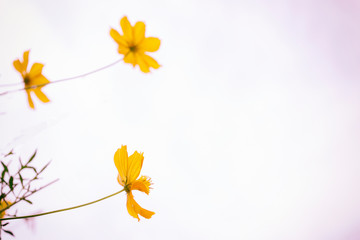 Yellow flowers are blooming on white background.