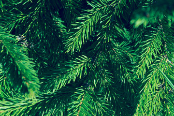 Cropped Shot Of Pine Branch. Abstract Nature Background. Trees, Nature, Christmas Concept.
