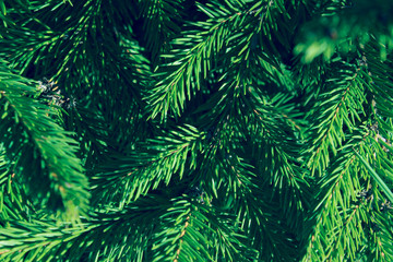 Cropped Shot Of Pine Branch. Abstract Nature Background. Trees, Nature, Christmas Concept.

