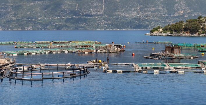 Fish Farm In Blue Sea