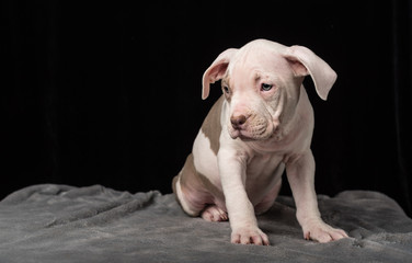 Puppy of American Bully breed on a black background