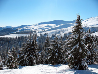 Fototapeta na wymiar Snow covered mountains peaks with hills covered fir-tree forest. Winter landscape of the Carpathians in Ukraine.